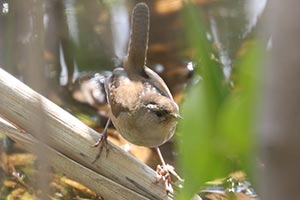 Marsh Wren - 4/27/23, RPANA &copy; Bobby Brown
