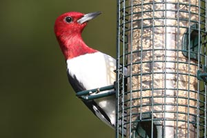Red-headed Woodpecker - 4/24/23, Fairfield Twp. &copy; Bobby Brown