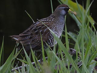 Sora - 5/3/23, RPANA &copy; Bobby Brown