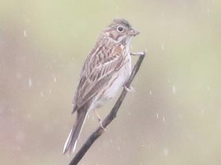 Vesper Sparrow - 4/30/23, RPANA &copy; Bobby Brown