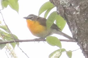 Yellow-breasted Chat - 5/21/23, SGL 252 &copy; Bobby Brown