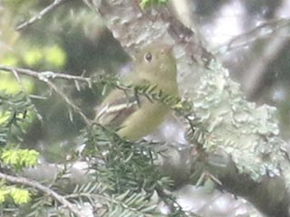 Yellow-bellied Flycatcher - 5/21/23, SGL 252 &copy; Bobby Brown