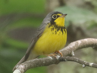 Canada Warbler - 6/9/23, Gamble Run Rd. &copy; Bobby Brown