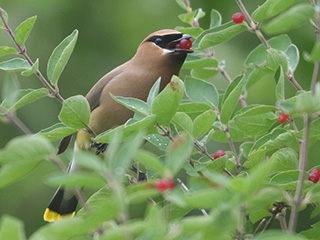 Cedar Waxwing - 7/3/23, Rose Valley Lake &copy; Bobby Brown