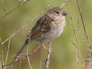 Field Sparrow - 6/18/23, RPANA &copy; Bobby Brown