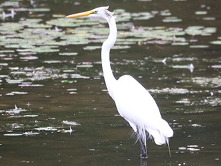 Great Egret - 6/12/23, Indian Park &copy; Bobby Brown