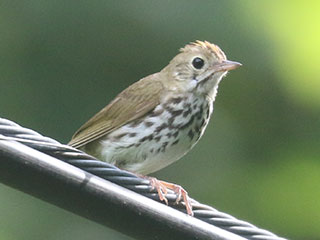 Ovenbird - 7/15/23, Rose Valley Lake &copy; Bobby Brown