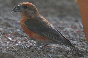 Red Crossbill - 7/23/23, Haneyville &copy; Bobby Brown