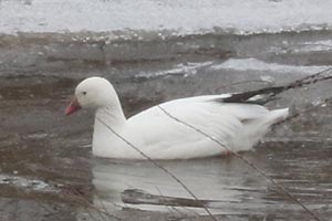 Ross's Goose - 2/20/25, Williamsport Dam &copy; Bobby Brown