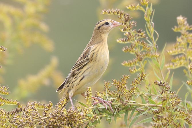 Bobolink - 10/1/24, Robert Porter Allen Natural Area &copy; Bobby Brown