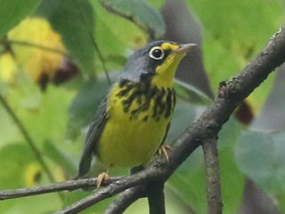 Canada Warbler - 9/1/24, SGL 252 &copy; Bobby Brown