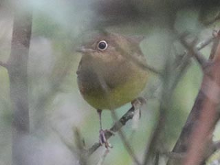 Connecticut Warbler - 9/29/24, Rose Valley Lake &copy; Bobby Brown