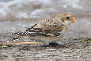 Snow Bunting - 11/16/24, Rose Valley Lake &copy; Bobby Brown