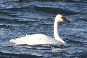 Trumpeter Swan - 11/30/24, Rose Valley Lake &copy; Bobby Brown