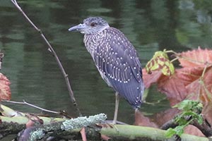 Yellow-crowned Night Heron - 8/7/24, Lycoming Creek near Elm Park &copy; Bobby Brown