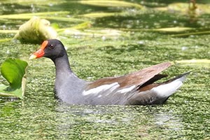 Common Gallinule - 5/20/24, Indian Park &copy; Bobby Brown