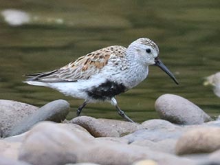Dunlin - 5/5/24, Mill St. &copy; Bobby Brown