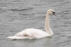Mute Swan - 3/18/24, Williamsport Dam &copy; Bobby Brown