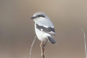 Northern Shrike - 3/10/24, Rose Valley Lake &copy; Bobby Brown