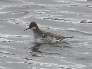 Red-necked Phalarope - 4/12/24, Rose Valley Lake &copy; Bobby Brown
