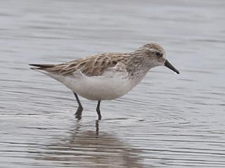 Semipalmated Sandpiper - 5/18/24, Loyalsock &copy; Bobby Brown