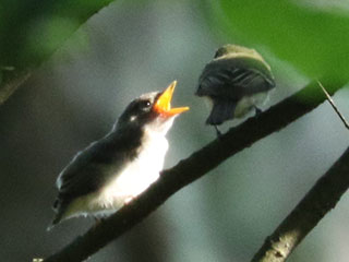 Acadian Flycatcher - 7/13/24, Skyline Dr. &copy; Bobby Brown