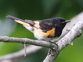 American Redstart - 7/1/24, Mill St. &copy; Bobby Brown