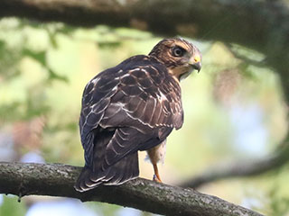 Broad-winged Hawk - 7/13/24, Skyline Dr. &copy; Bobby Brown