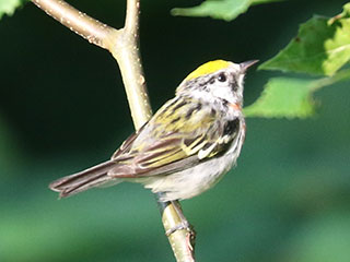 Chestnut-sided Warbler - 6/19/24, Cascade Rd. &copy; Bobby Brown