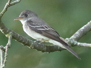Eastern Wood-Pewee - 7/21/24, SGL 252 &copy; Bobby Brown