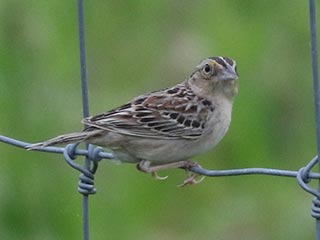 Grasshopper Sparrow - 6/2/24, Mill St. &copy; Bobby Brown