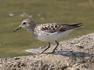 Least Sandpiper - 7/21/24, Robert Porter Allen N.A. &copy; Bobby Brown