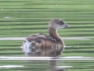 Pied-billed Grebe - 7/20/24, Rose Valley Lake &copy; Bobby Brown