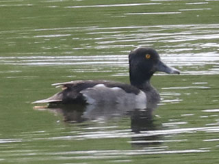 Ring-necked Duck - 7/20/24, Rose Valley Lake &copy; Bobby Brown