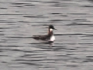 Red-necked Phalarope - 6/3/24, Rose Valley Lake &copy; Bobby Brown