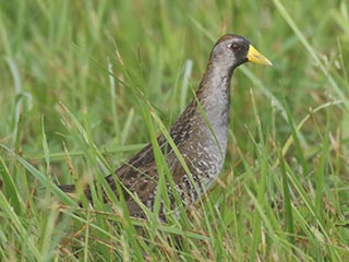 Sora - 6/21/24, SGL 68 &copy; Bobby Brown