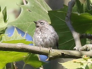 Yellow-throated Warbler - 6/16/24, Trout Run Park &copy; Bobby Brown