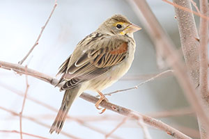 Dickcissel - 1/2/26, Montoursville &copy; Bobby Brown