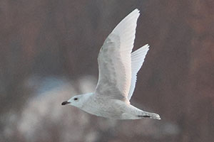 Iceland Gull - 2/27/26, Williamsport Dam &copy; Bobby Brown