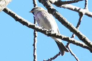 Redpoll - 12/22/25, Williamsport Water Authority &copy; Bobby Brown