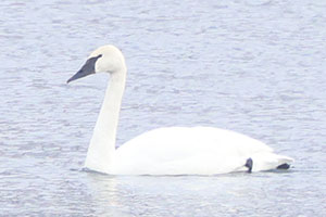 Trumpeter Swan - 1/27/26, Williamsport Dam &copy; Bobby Brown