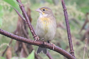 Dickcissel - 10/7/25, Robert Porter Allen N.A. &copy; Bobby Brown