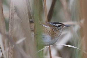 Marsh Wren - 9/21/25, Rose Valley Lake &copy; Bobby Brown
