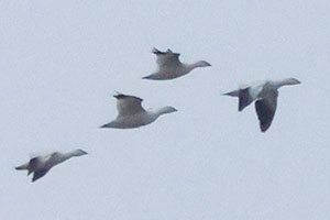 Ross's Geese - 11/30/25, Rose Valley Lake &copy; Bobby Brown