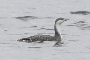 Red-throated Loon - 11/12/25, Rose Valley Lake &copy; Bobby Brown