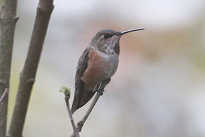 Rufous Hummingbird - 10/18/25, Warrensville &copy; Bobby Brown