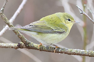 Tennessee Warbler - 11/30/25, Rose Valley Lake &copy; Bobby Brown