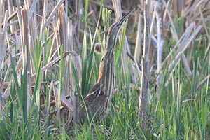 American Bittern - 4/23/25, Robert Porter Allen Natural Area &copy; Bobby Brown