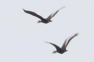 Black-bellied Whistling-Ducks - 5/4/25, Robert Porter Allen Natural Area &copy; Bobby Brown