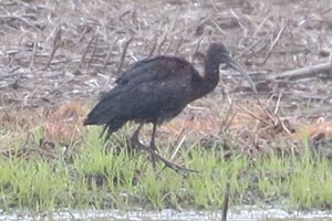 Glossy Ibis - 5/13/25, Antes Fort &copy; Bobby Brown